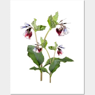 Comfrey Flower. Posters and Art